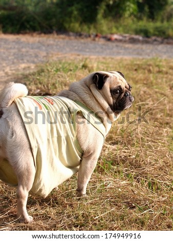 happy active white pug dog wearing light green baby wear, walking on country road near a green field outdoor under morning sunlight with country green area elements in the background