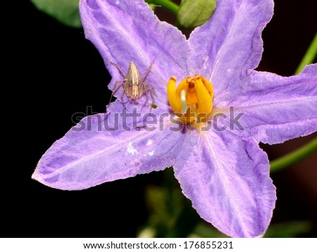little white spider on a purple wild eggplant flowers blooming in nature, purple wayflowers, Eggplant, in nautral environment under sunlight
