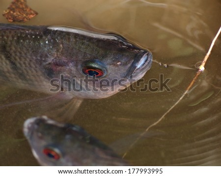 Nile tilapia, Mango fish, Nilotica, Oreochromis niloticus, young fish in gray swimming in clear water under sunlight close up in a pond
