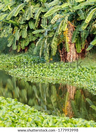 Green tropical floating water orchids, water plants on a small canal in country with smooth water surface reflections of banana and other tropical trees growing on the bank