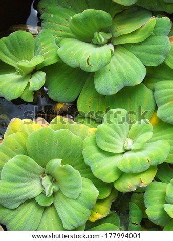 leaves of green water fern, mosquito fern close up floating in a garden pond under sunlight with deep blue sky reflecting on water surface