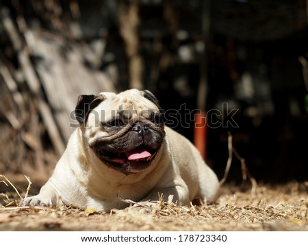white fat pug dog laying and sleeping outdoor under natural sunlight making funny face