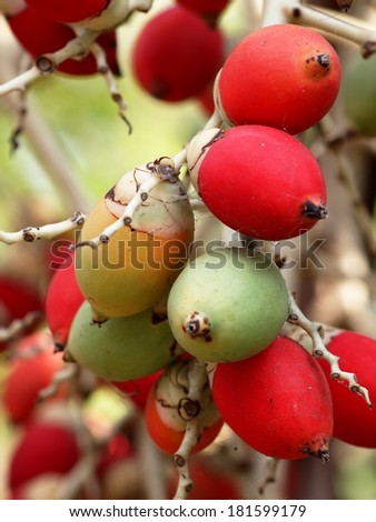group of young fresh small red and green fruits of decorative plant, red betel palm on the palm tree under natural sunlight and environment