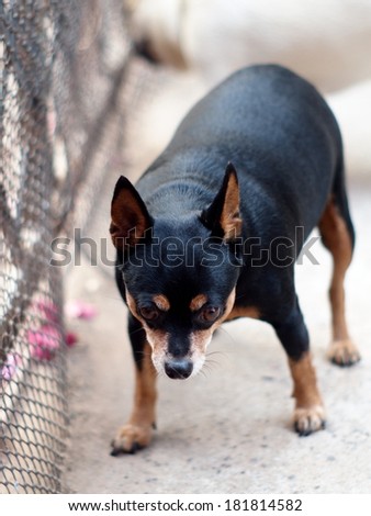 black fat lovely miniature pinscher dog walking on the garage floor surrounding with home background