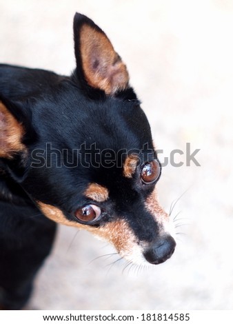 black fat lovely cute miniature pincher dog head shot close up