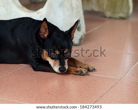 happy sleepy black fat lovely miniature pinscher dog laying flat on ceramics tiles floor on a sunny day in summer