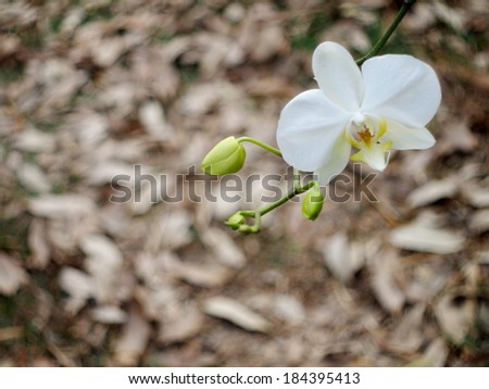 white fresh lovely orchids under natural lighting with romantic bokeh background of brown falling leaves on the floor.