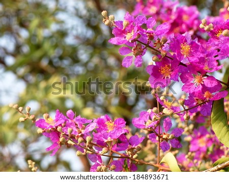 Inthanin, Queen\'s flower, Pride of India, Lagerstroemia macrocarpa Wall. middle large tree with beautiful purple flowers and hard shell brown seeds