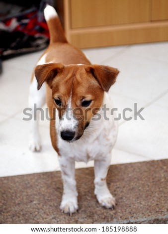 happy lovely active 12 months young Jack Russel terrier dog white and brown waiting for running time making funny face