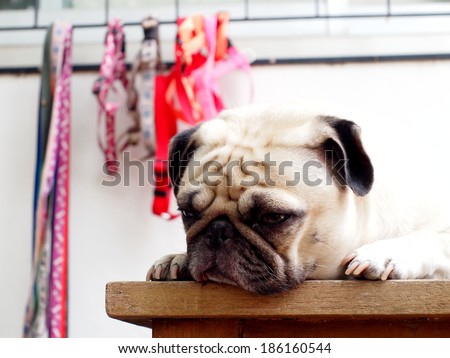 lovely fat white pug head shot close up lying on a wooden table making sad face close his eyes under morning light waiting for walk with some dog collars hanging blur on windows frame as background