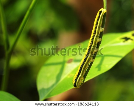 closeup of small tiny green leaf worm with black stripe walking on green leaves jungle outdoor with natural background