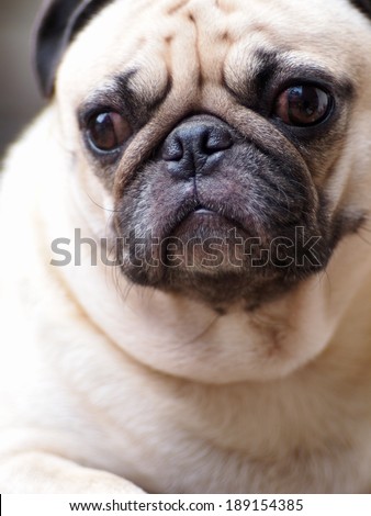lovely white fat pug dog head shot close up sitting on a table making sad face under morning light and nice outdoor bokeh background