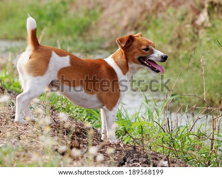 happy active 12 months young Jack Russel terrier dog white and brown playing in a farm on green area making serious face run and play outdoor under sunlight in good weather day.