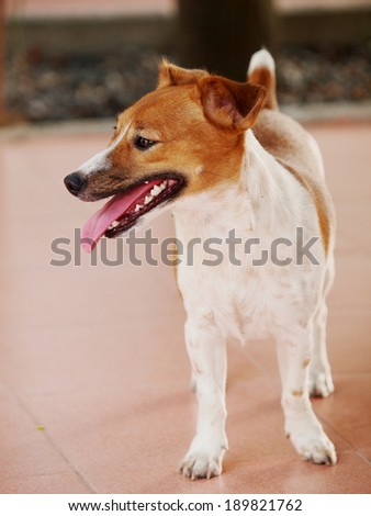 happy active 12 months young Jack Russel terrier dog white and brown playing on a ceramic tiles floor in country house area making funny face.