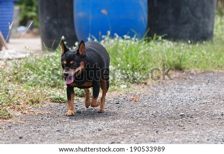 happy black fat lovely cute miniature pincher dog smiling running and playing outdoor in green area making funny face on a sunny day.