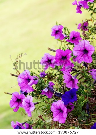 purple violet pink petunias decorative flowers outdoor under natural sunlight with green grass field environment background