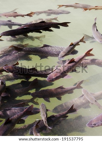 Soro brook carp, Neolissochilus  stracheyi, dark gray middle size wild waterfall fishes in a clear fresh water flow canal and natural stone lake in the Pliw waterfall, Chanthaburi province, Thailand