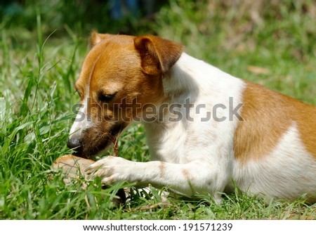 happy active 12 months young Jack Russel terrier dog white and brown playing in a farm surrounding with green area bite a wood stick on the ground outdoor under sunlight in good weather day.