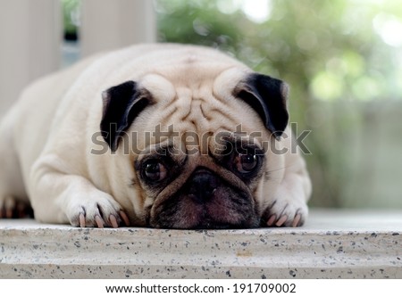 profile photo portraits of a lovely lonely white fat pug dog on the floor making sadly face with home outdoor surrounding bokeh background