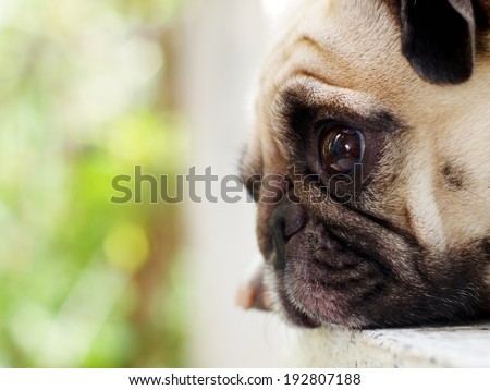 portraits of a lovely white fat cute pug head shot close up lying on a table making sad face open his eyes under morning sunlight and nice green bokeh background