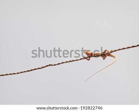 small tiny green orange brown wild small size tropical lizard resting under sunlight on an electric cable wire isolated with light blue sky in Thailand