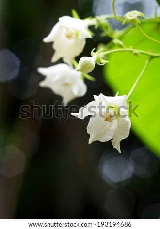 Bread Flower, Vallaris globra Ktze, white fragrant, aromatic exotic tropical flower with green leaves background outdoor under natural sunlight.