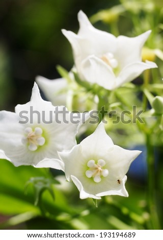 Bread Flower, Vallaris globra Ktze, white fragrant, aromatic exotic tropical flower with green leaves background outdoor under natural sunlight.