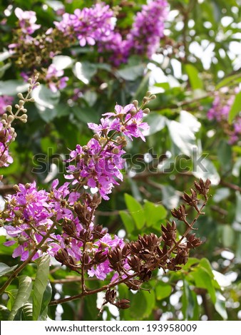 Inthanin, Queen\'s flower, Pride of India, Lagerstroemia macrocarpa Wall. middle large tree with beautiful purple flowers and hard shell brown seeds