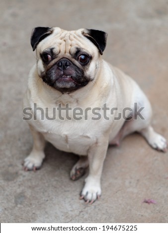 happy active white pug dog making funny face sitting on the gray concrete floor outdoor under natural sunlight in good weather day