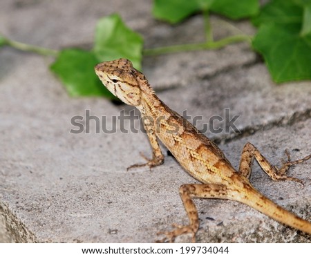 small tiny green orange brown wild small size tropical lizard resting under sunlight on concrete block floor in green area