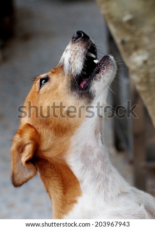 jack russel dog playing outside in a house park having fun try to jump up for hunting a small wild animal escape on a tree, barking focusing and showing his white teeth and long pink tongue