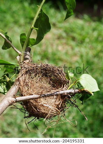 nest of little brown job, Prinia, small light brown lovely, cute birds in asia and Thailand on green tree in free nature with outdoor bokeh background.