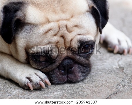 lovely lonely white fat cute pug dog laying on the floor making sadly face outdoor on the garage floor