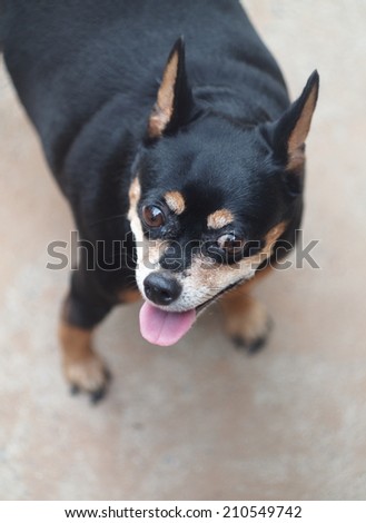 black fat cute miniature pincher dog standing and smiling on the garage floor under morning light outdoor head shot close-up