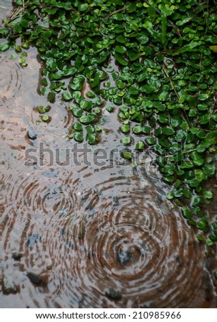 natural rain water dropping on water surface on the brown ground cover with water and tiny small round green grass leaves outdoor with reflections on water surface