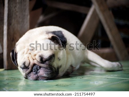 lovely white fat cute pug face head shot close up lying on the green synthetic mat floor semi outdoor making sad face under natural sunlight and country home surrounding bokeh background