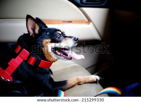 black miniature pincher dog sitting on a passenger seat in a car looking out of the window with cream color door interior as picture background