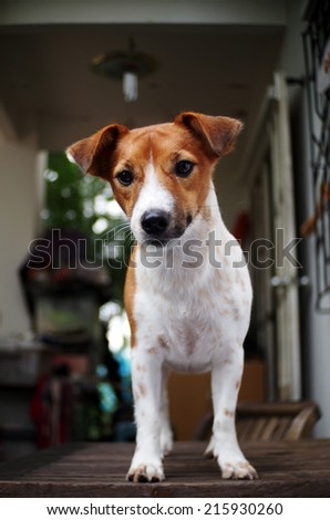 happy active young Jack Russel terrier dog white and brown playing around a house outdoor making serious face, ready to run and play under morning sunlight in good weather day