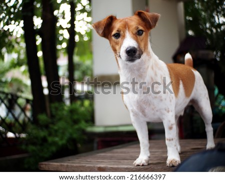 happy active young Jack Russel terrier dog white and brown playing around a house with home outdoor surrounding making serious face, ready to run and play under morning sunlight in good weather day