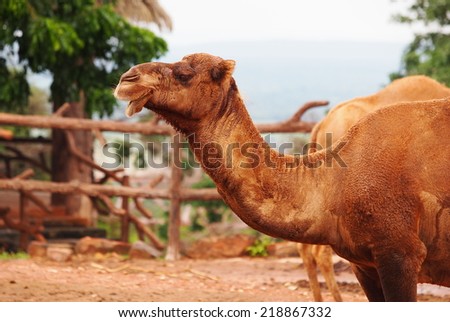 lovely lucky funny face close up profile of a brown color african camel in a zoo in THAILAND