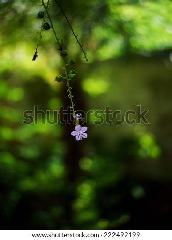 a single light blue purple flower of small plant, Sky flower, Golden dew drop, Pigeon berry, Duranta, tropical decorative plants with beautiful flower and small golden yellow fruits in Thailand