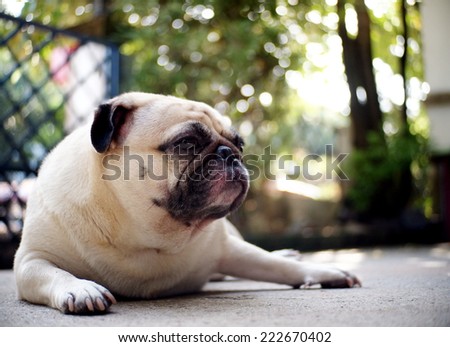 lovely lonely white cute pug dog with black face and white mouth hairs laying on the floor making sadly face with home outdoor surrounding bokeh background