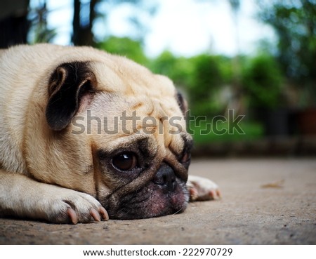 lovely lonely white fat cute pug dog laying on the floor making sadly face with home outdoor surrounding bokeh background