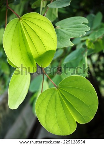 new young light and dark green colorful round  leaves growing blooming on the tropical trees after rainy week under bright natural sunlight in jungle with natural bokeh background