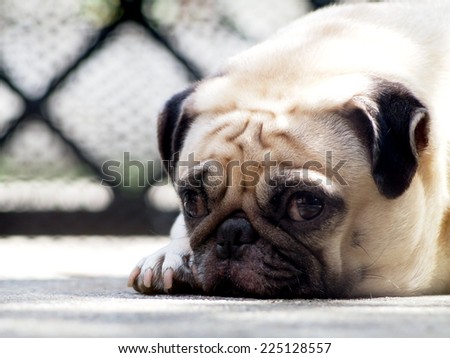cute lovely white fat pug dog head shot close up lying flat on concrete garage floor open big eyes looking at the camera