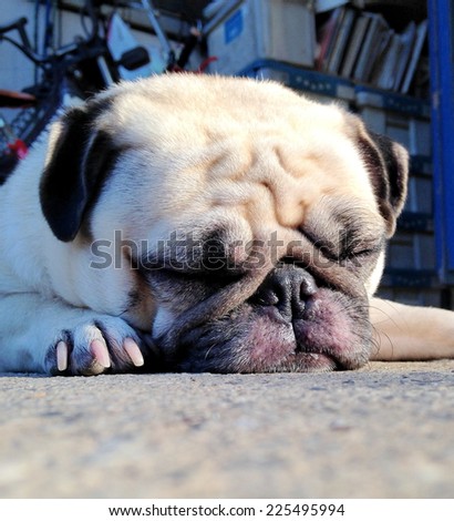 cute lovely white fat pug dog head shot close up laying flat on concrete garage floor close his big eyes sleeping under mild warm late afternoon sunlight