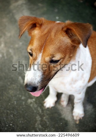 portraits of a happy active young Jack Russel terrier dog white and brown playing around a house with home outdoor surrounding making serious face under morning sunlight in good weather day