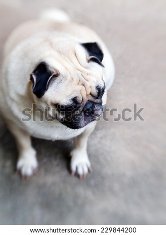 lovely white fat cute pug sadly face head shot close up sitting on the gray color concrete floor outdoor with lonely emotion under natural sunlight