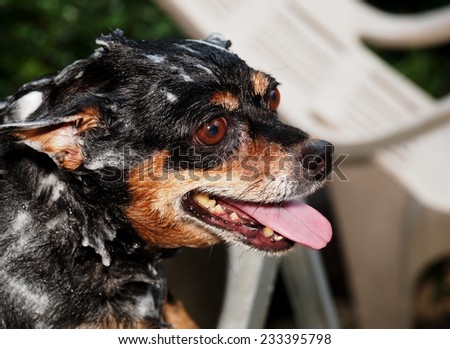portraits close-up of a washing black fat cute lovely miniature pincher dog bathing outdoor with white soap on the wet black fur