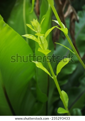 new young light green leaves growing blooming on the tropical trees after rainy week under bright natural sunlight in jungle with natural bokeh background
